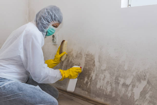 Best Mold Remediation  in Au Sable, MI