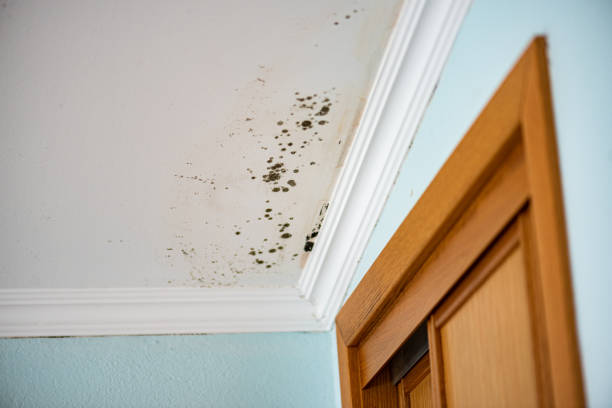 Best Attic Mold Removal  in Au Sable, MI