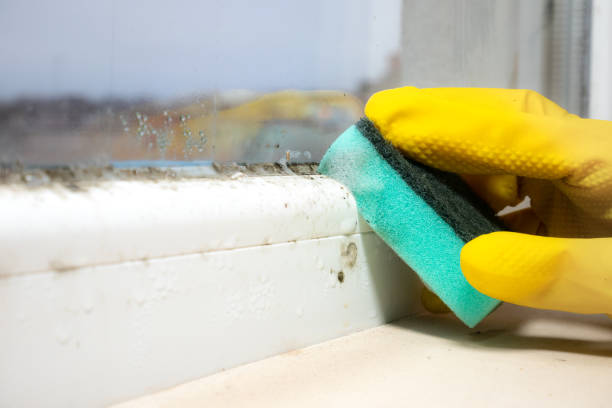 Best Professional Mold Removal  in Au Sable, MI