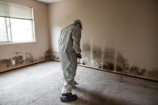 Best Commercial Mold Removal  in Au Sable, MI