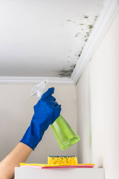Au Sable, MI Mold Removal Company